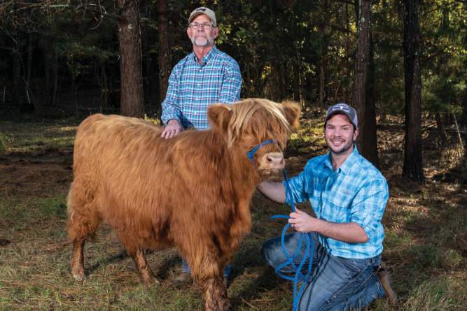 scottish highland cows davis edwards