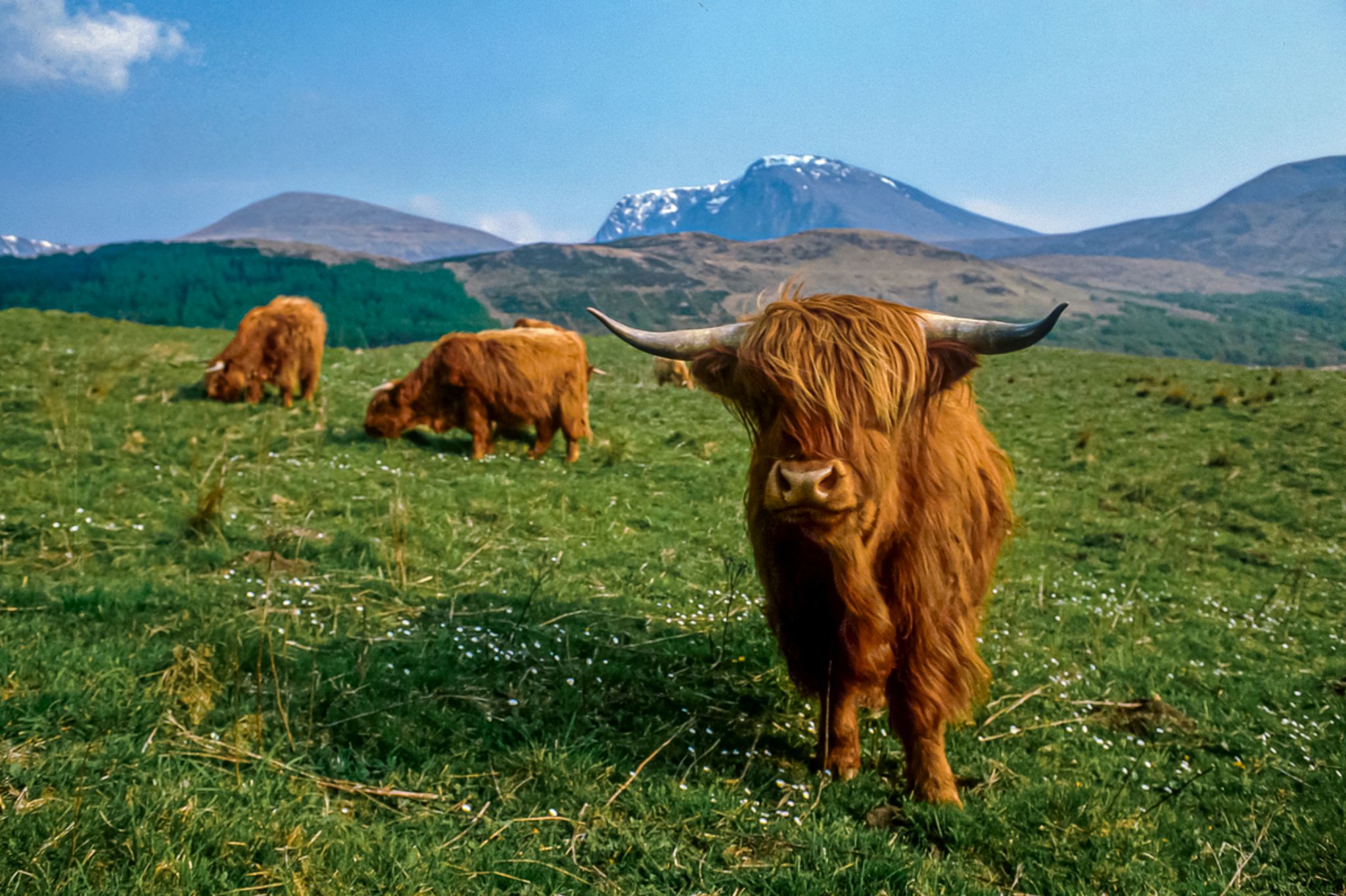highland cow ben nevis